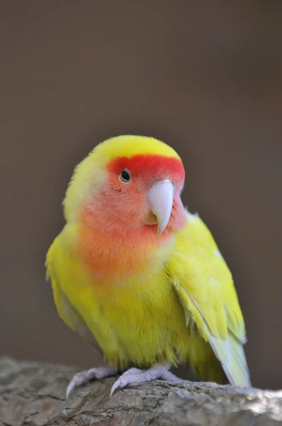 Невеликий папуга . — стокове фото