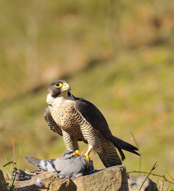 Peregrine Şahini.