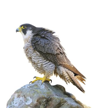 Peregrine Falcon. clipart