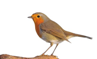 Robin. clipart