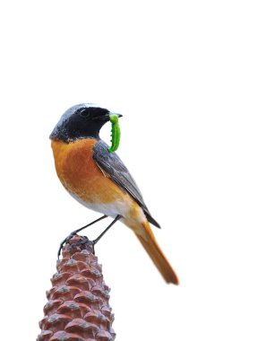 Isolated redstart. clipart