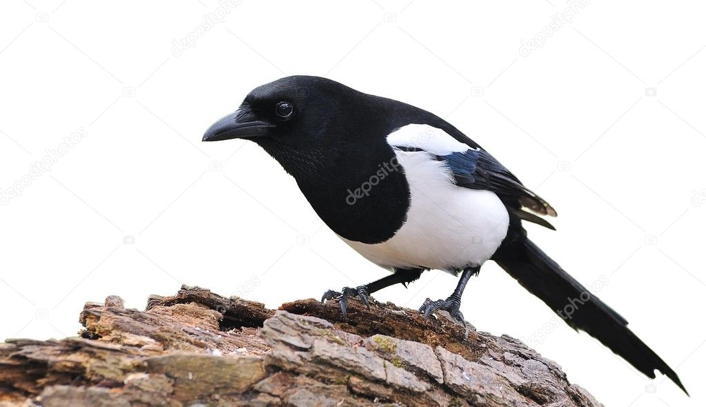 Isolated magpie.