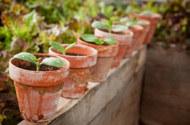 Squash seedlings clipart