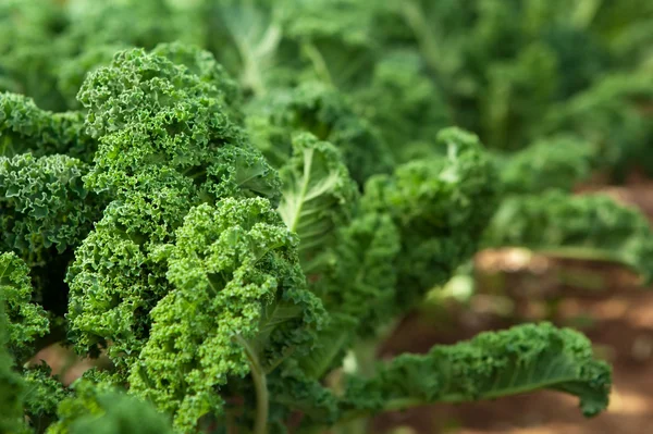 Kale in garden — Stock Photo, Image