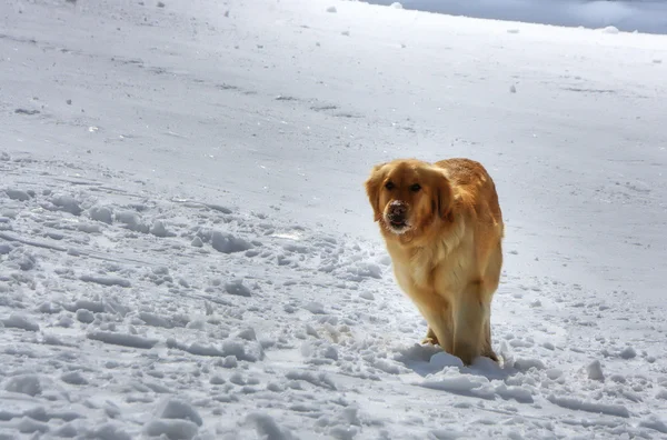 Hond in de sneeuw — Stockfoto
