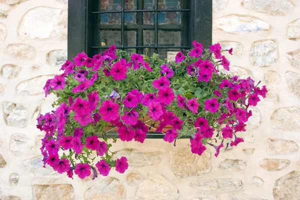 Windows med blommor i Kastoriá, makedonia, Grekland Royaltyfria Stockfoton