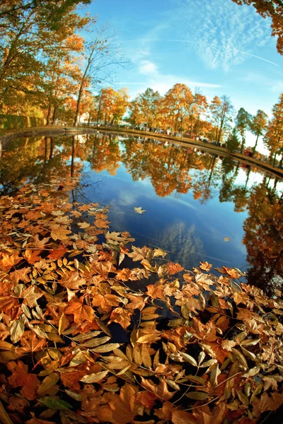 Autumn. Yellow leaves in the lake. — Stock Photo, Image