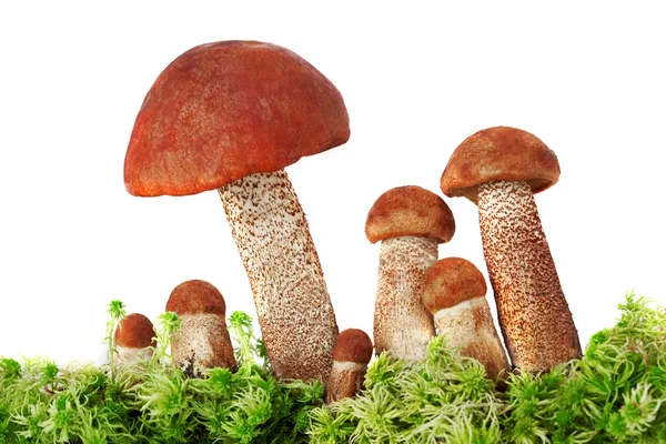 Pilze im Moos auf weißem Hintergrund — Stockfoto