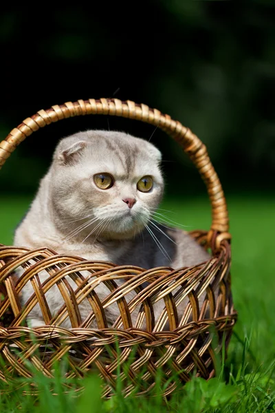 성격에 귀여운 작은 고양이 — 스톡 사진