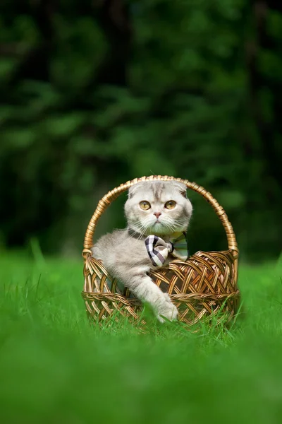 Cute little cat on the nature — Stock Photo, Image