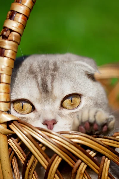 Roztomilá malá kočka na povaze — Stock fotografie