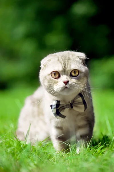 성격에 귀여운 작은 고양이 — 스톡 사진