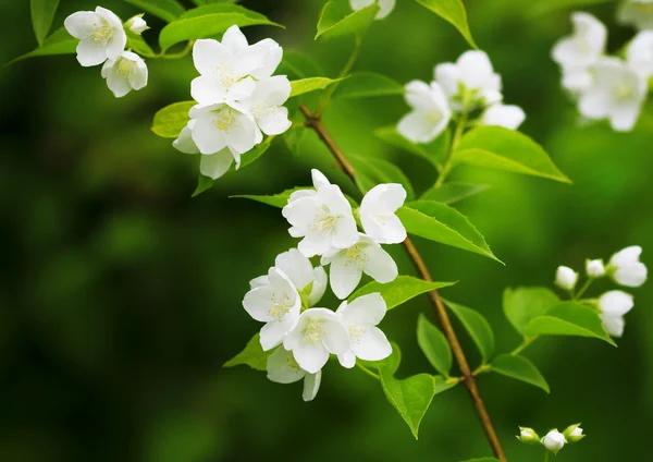 Beautiful blossoming branch of jasmine — Stock Photo, Image