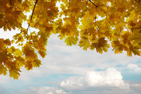 Pobočky žluté podzimní listy — Stock fotografie