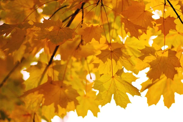 Branches of yellow autumn leaves — Stock Photo, Image