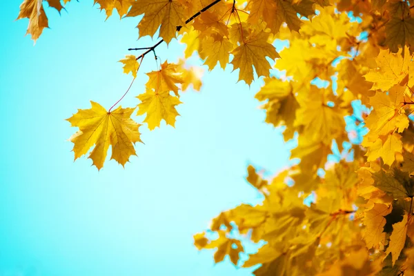 Oddziały żółty jesienny liść — Zdjęcie stockowe