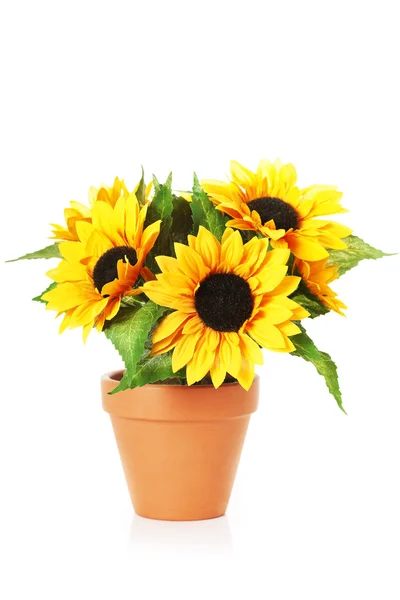 Bright sunflowers in a pot — Stock Photo, Image
