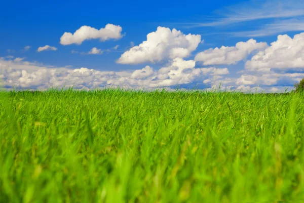 Groen veld, blauwe hemel en witte wolken — Stockfoto