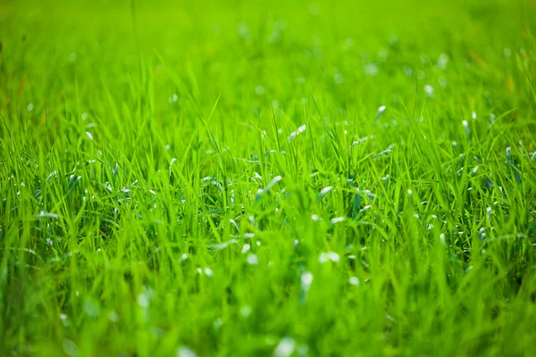 Güneş altında yeşil çimen — Stok fotoğraf