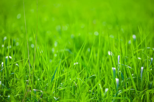 Grönt gräs i solskenet — Stockfoto