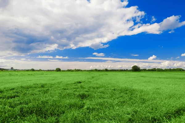 Groen veld, blauwe hemel en witte wolken Stockfoto