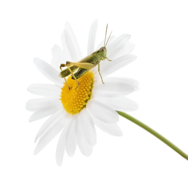 Zelená kobylka na Heřmánek — Stock fotografie
