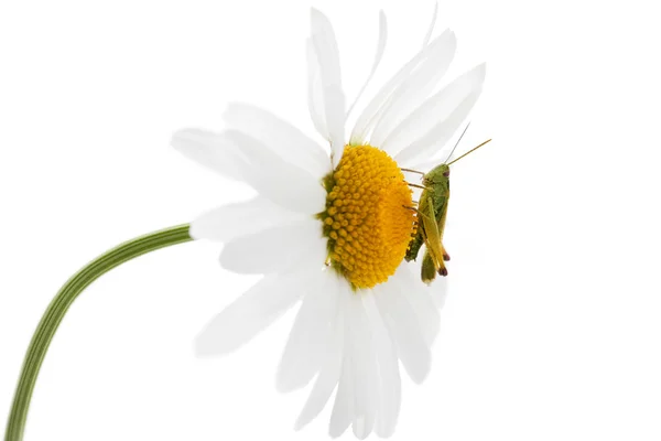 Зеленый кузнечик на ромашке — стоковое фото