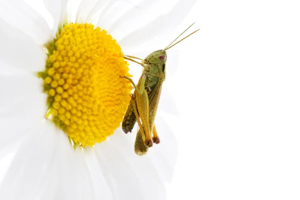 Green grasshopper on a chamomile — Stock Photo, Image