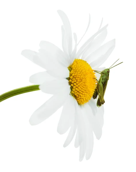 Πράσινη ακρίδα σε ένα χαμομήλι — Φωτογραφία Αρχείου