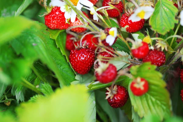 草莓的花束 — 图库照片