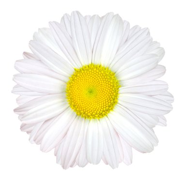 Daisy Flower Isolated - White with Yellow Center clipart