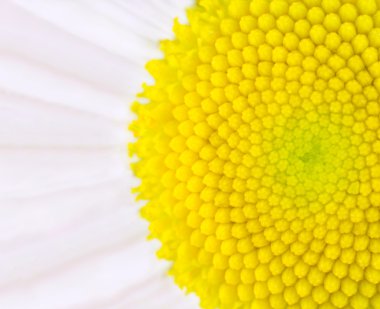 Daisy Flower - Yellow Center Ultra Macro clipart