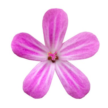 Pink Five Petal Flower Isolated on White clipart