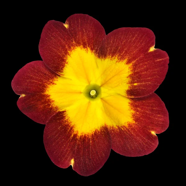 Flor de prímula isolada - Vermelho com centro amarelo — Fotografia de Stock
