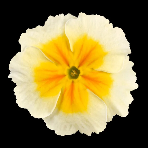 Flor de prímula isolada - Branco com centro amarelo — Fotografia de Stock