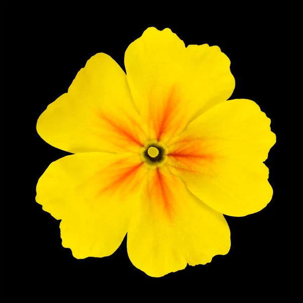 Yellow Primrose Flower Isolated on Black — Stock Photo, Image