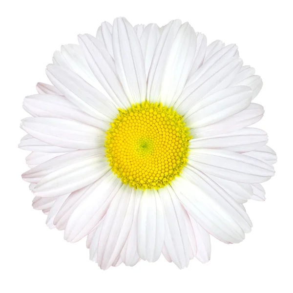 Fleur de marguerite isolée - Blanc avec centre jaune — Photo