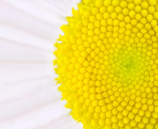 Цветок - желтый ультра-макро — стоковое фото