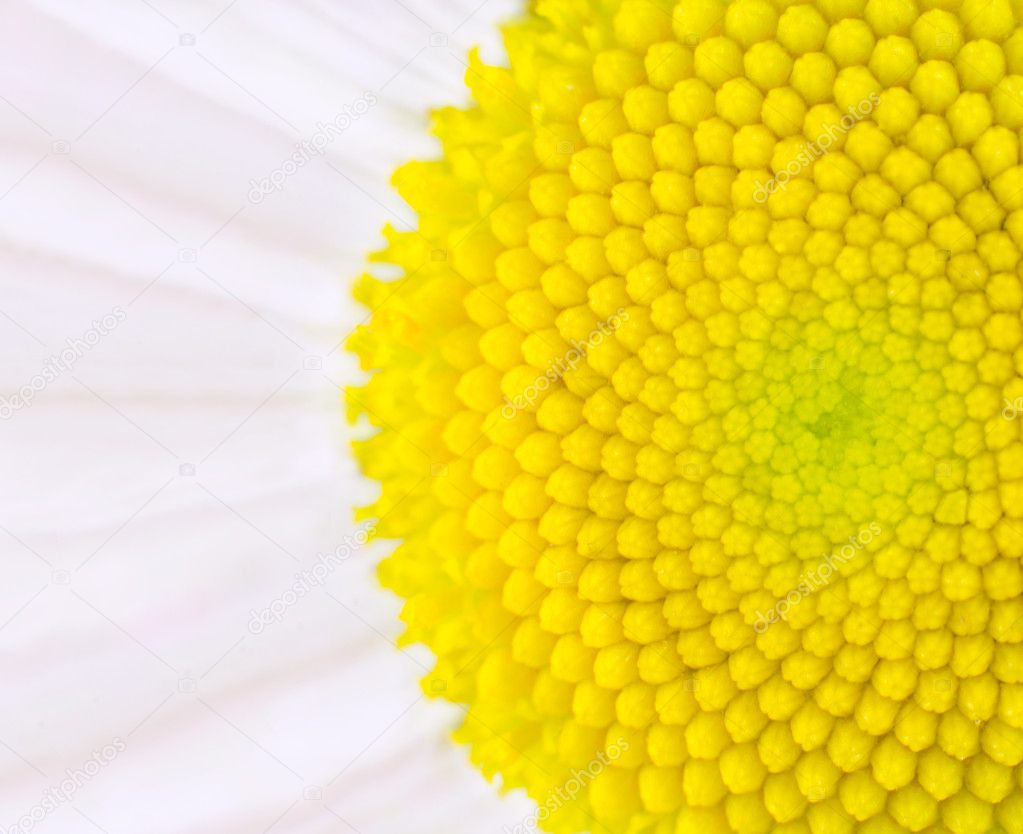 Daisy Flower - Yellow Center Ultra Macro