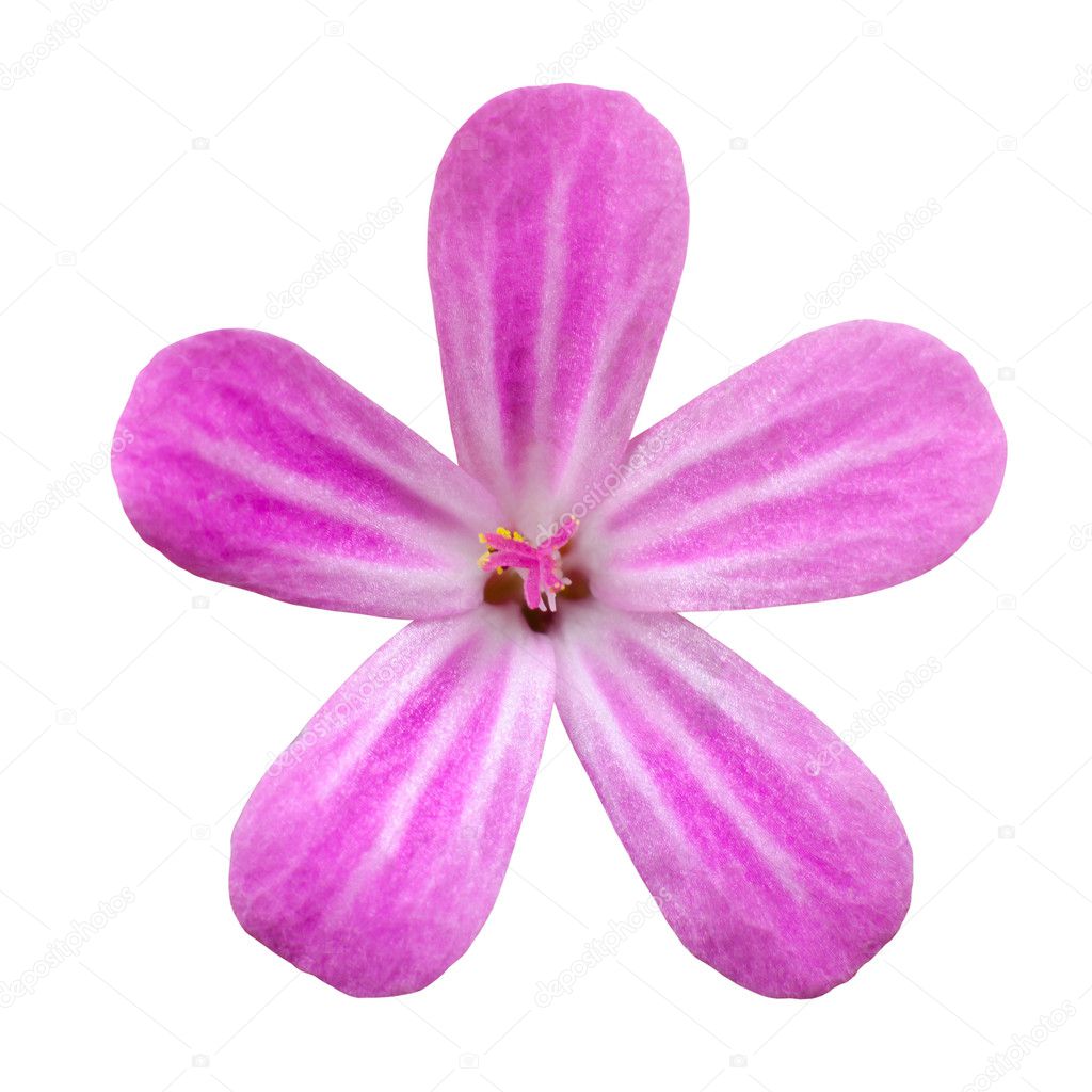 Pink Five Petal Flower Isolated on White
