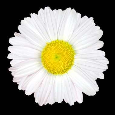 White Daisy Flower Isolated on Black Background clipart