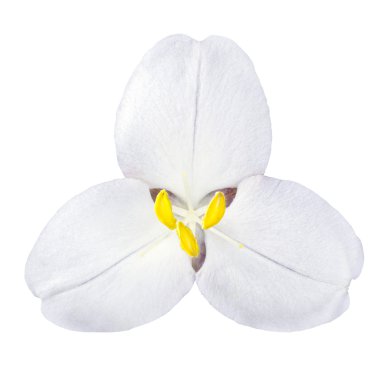White Trillium Wild Flower Isolated on White clipart