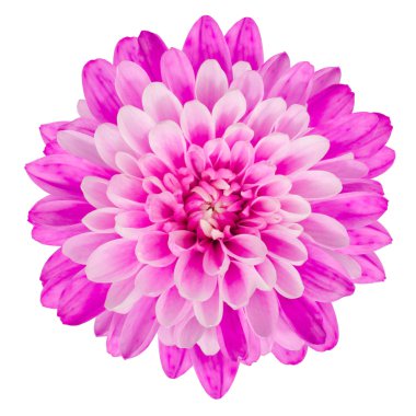 Pink Chrysanthemum Flower Isolated on White Background clipart