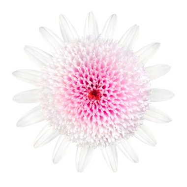 Pink Daisy Type Flower Isolated on White clipart