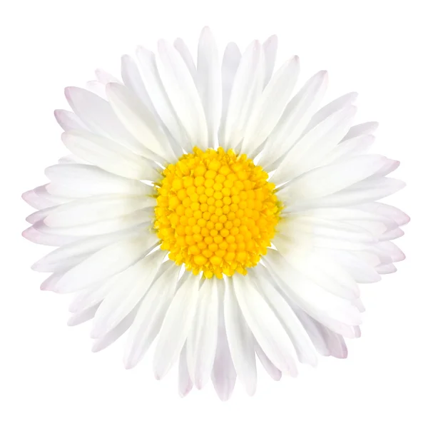 Flor de margarida branca com centro amarelo isolado em branco — Fotografia de Stock
