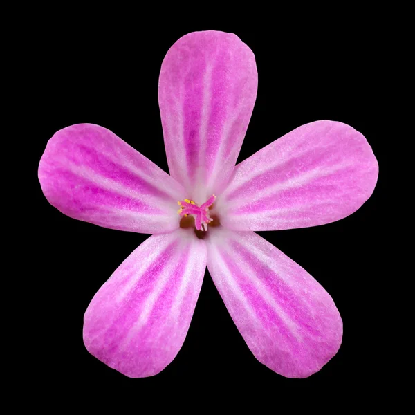 Siyah arka plan üzerine izole beş petal Pembe çiçek — Stok fotoğraf