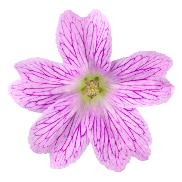 Pink Druce's Crane's-bill wildflower Isolated on White — Stock Photo, Image