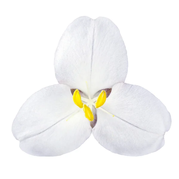Vit trillium wild flower isolerad på vit — Stockfoto