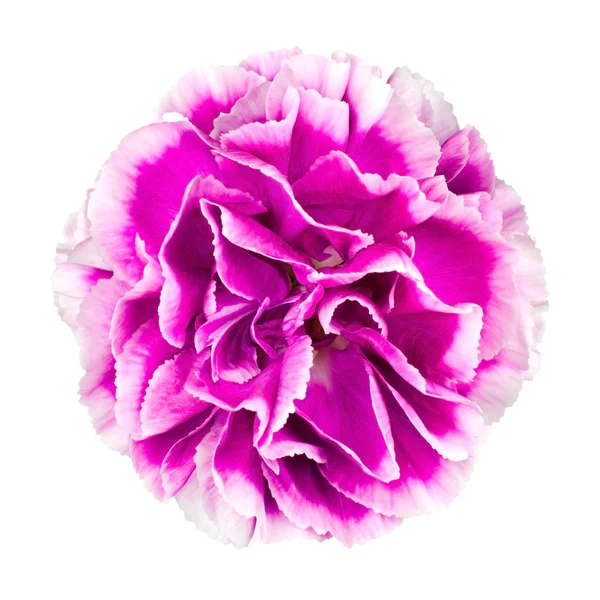 Pink and white Carnation Flower Isolated on White — Stock Photo, Image