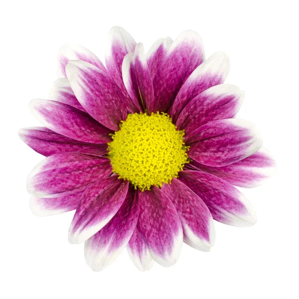 Purple Dahlia Flower with Yellow Center Isolated — Stock Photo, Image
